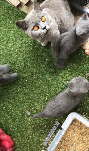 Beautiful British blue kitten for sale