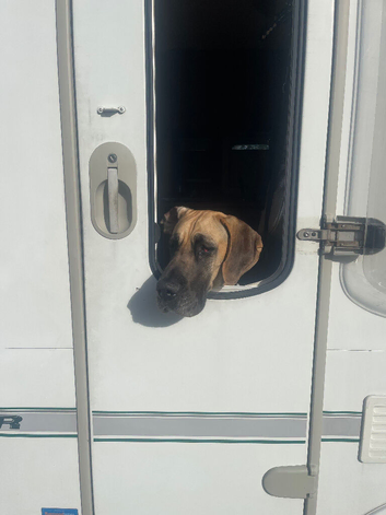 Great Dane for sale
