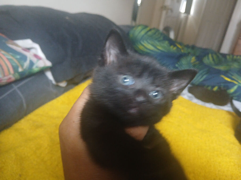 beautiful kittens
