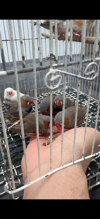 Zebra Finches For Sale