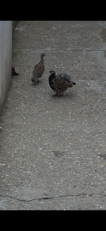 black francolin pair