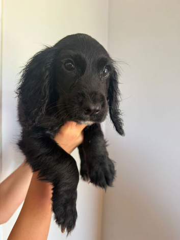 Cocker spaniel pups