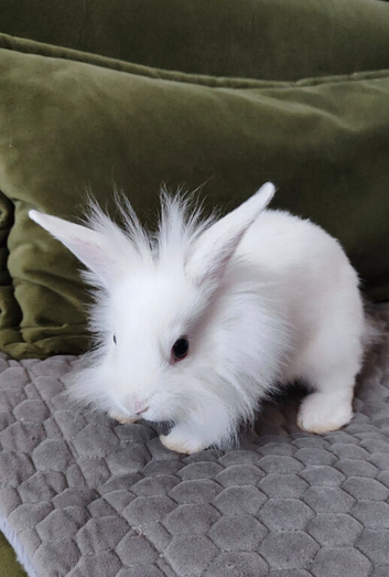 Mini lop and lion head