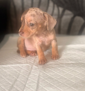 Ready now Chiweenie puppies Minature dachshund x chihuahua