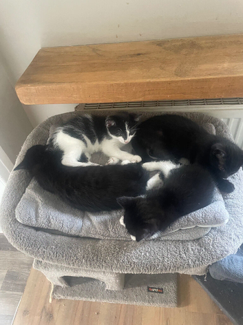 4 adorable kittens looking for their forever loving families