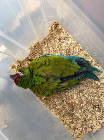 Selling baby handreared military macaws