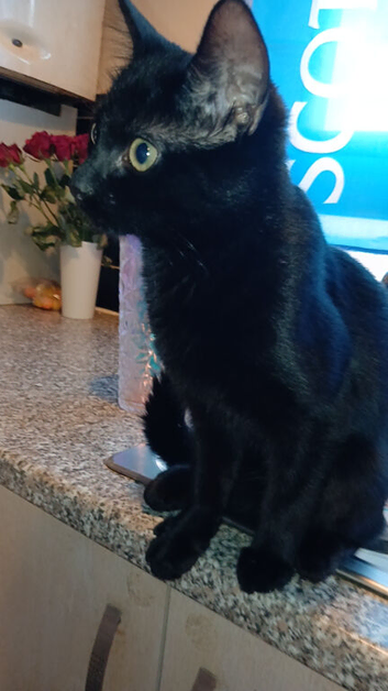 Black kitten