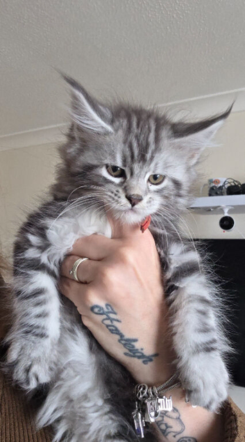 Adorable Maine Coon Kittens Looking for Loving