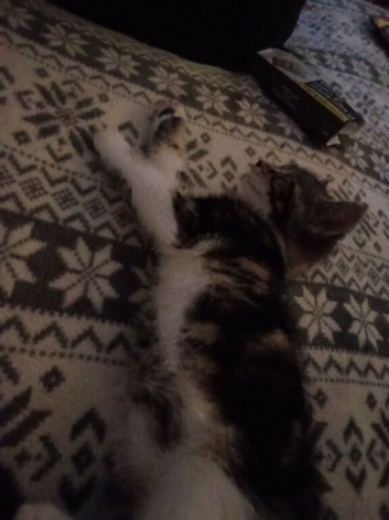 Kitten needs her forever home!