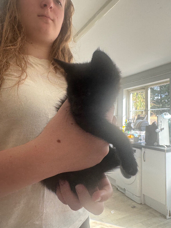 Kittens for sale