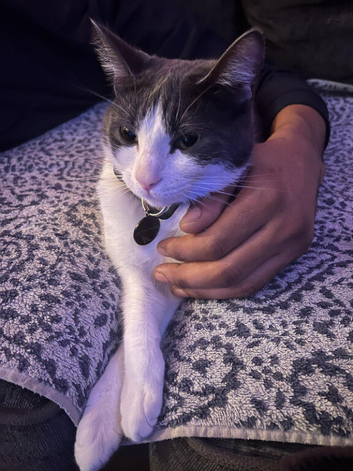 Sweet 5-Year-Old White & Grey Cat Looking for a Loving Home