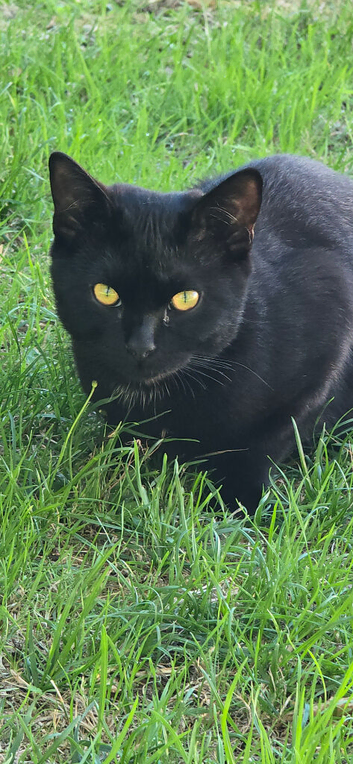 Shorthair kitten