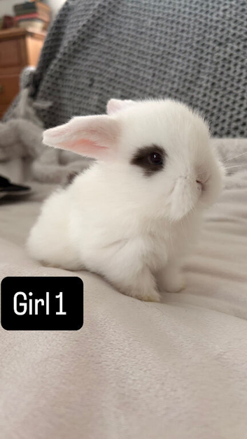 Pure bred Mini lops rabbits