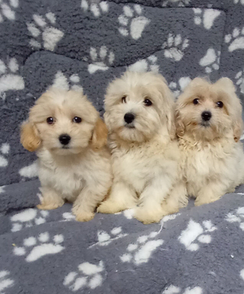Multipoos puppies mix litter ready to go one boy one girl available