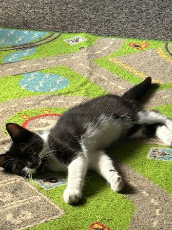 Tabby male kitten for sale