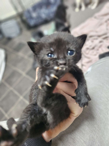 Black female kitten