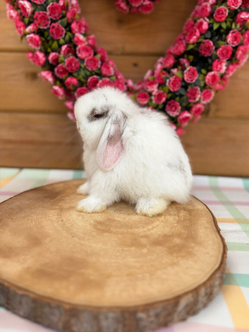 Baby Mini Lops