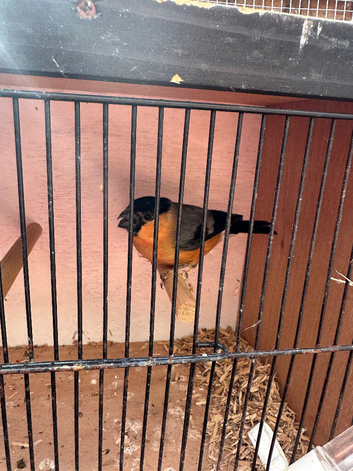 Siberian bullfinch