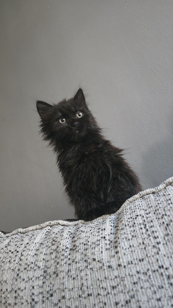 Half british kitten