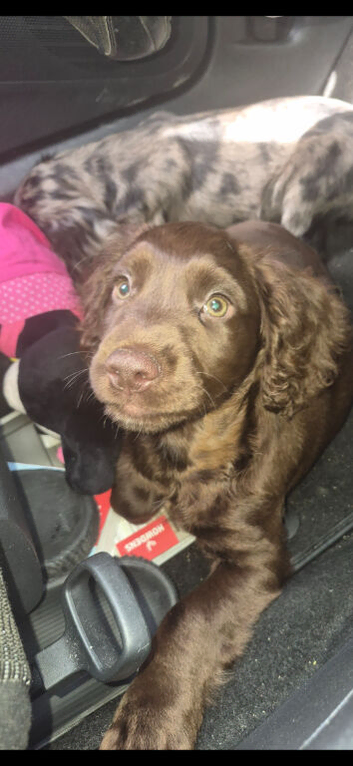 Cocker spaniel puppies