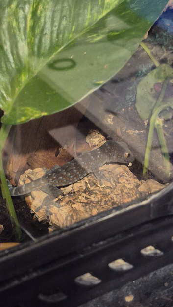 CB26 Tokay Geckos