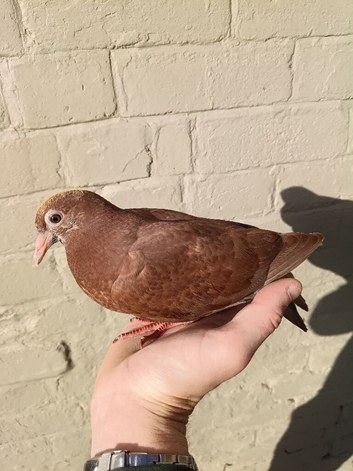 Chocolate Melueman Racing Pigeons Cock Bird 2026 RPRA