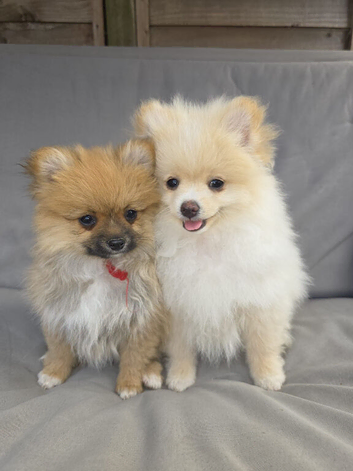 Pomeranian Puppies ready to go