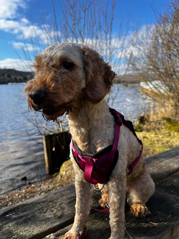 Beautiful Narla cockapoo