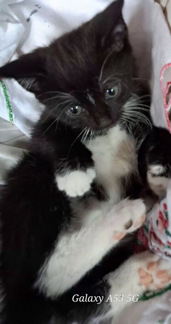 Black kitten