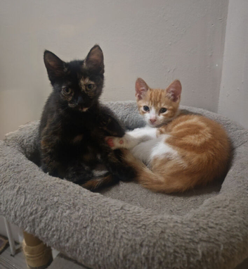 2 Lovely Kittens for Sale One Ginger & White Boy and Tortoiseshell Girl &pound;130 Each
