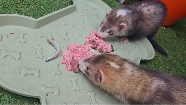 Ferret hob kits