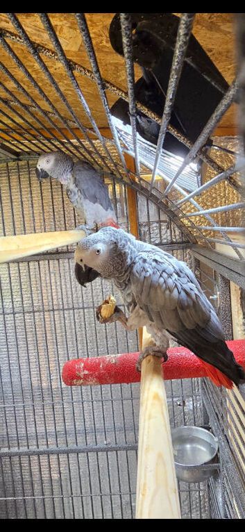 Pair of greys