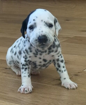 9 Beautiful Dalmation puppies