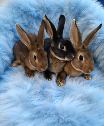 Mini Rex baby males