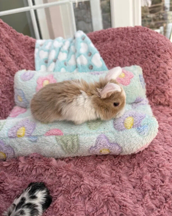 Mini lops-raised indoors-vaccinated