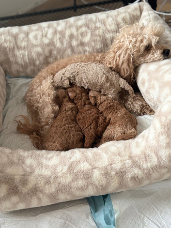 Beautiful KC registered Cream Poodle Boy - Winter Latter