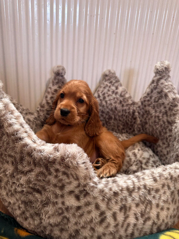 Stunning show cocker spaniel puppies READY THIS WEEKEND