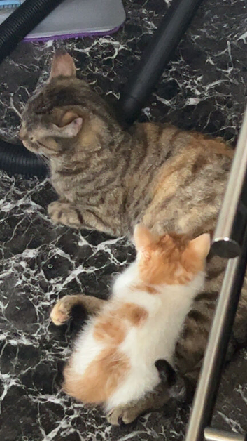 Male kitten