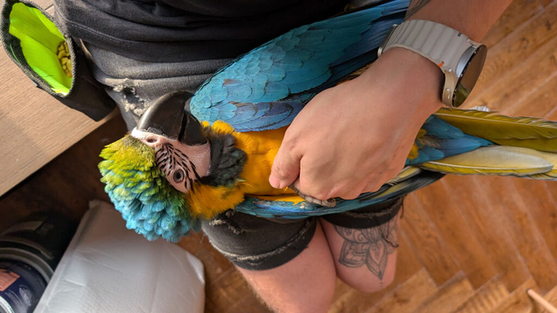 Extremely tame blue and gold macaw