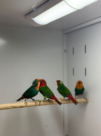 Finches
