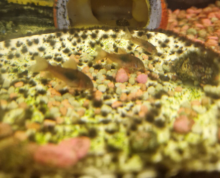 Bronze Corydoras for sale