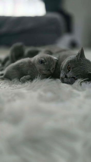 BSH kittens forever loving family