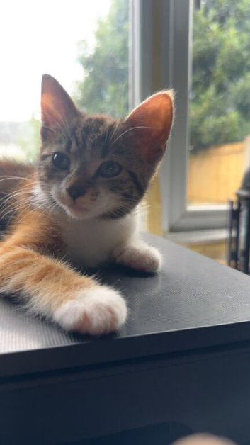 One girl one boy 10 week old kittens.