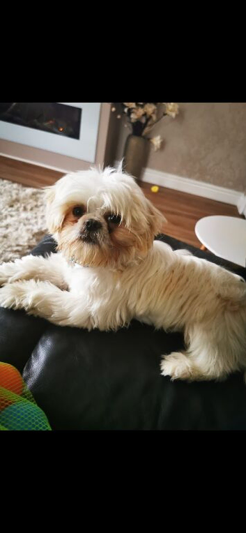 Micro shih tzu