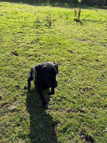Labrador