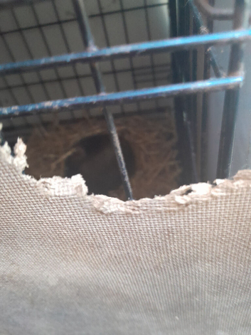 2 male guinea pigs brothers FREE
