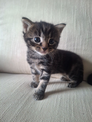 Beautiful black tabby