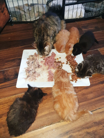 Gorgeous litter of kittens