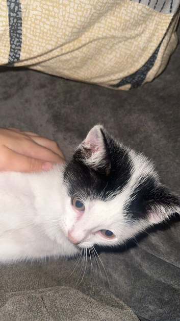 Male kitten