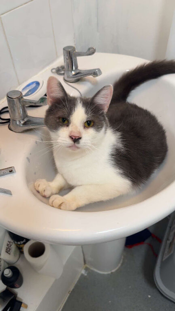 URGENT &mdash; LOVING HOMES NEEDED FOR 5 CATS